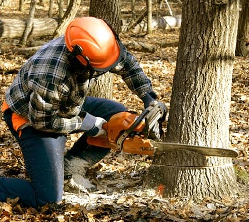 Tree Removal in Coyanosa, TX